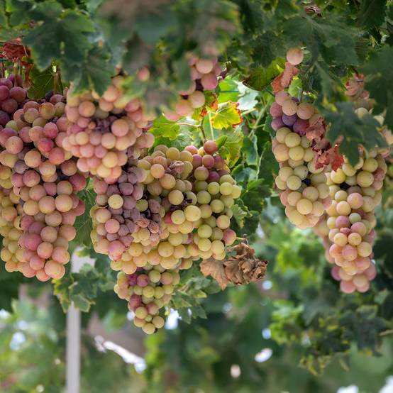 Vigne Cortese - Vitis vinifera Pot de 1,5L/2L
