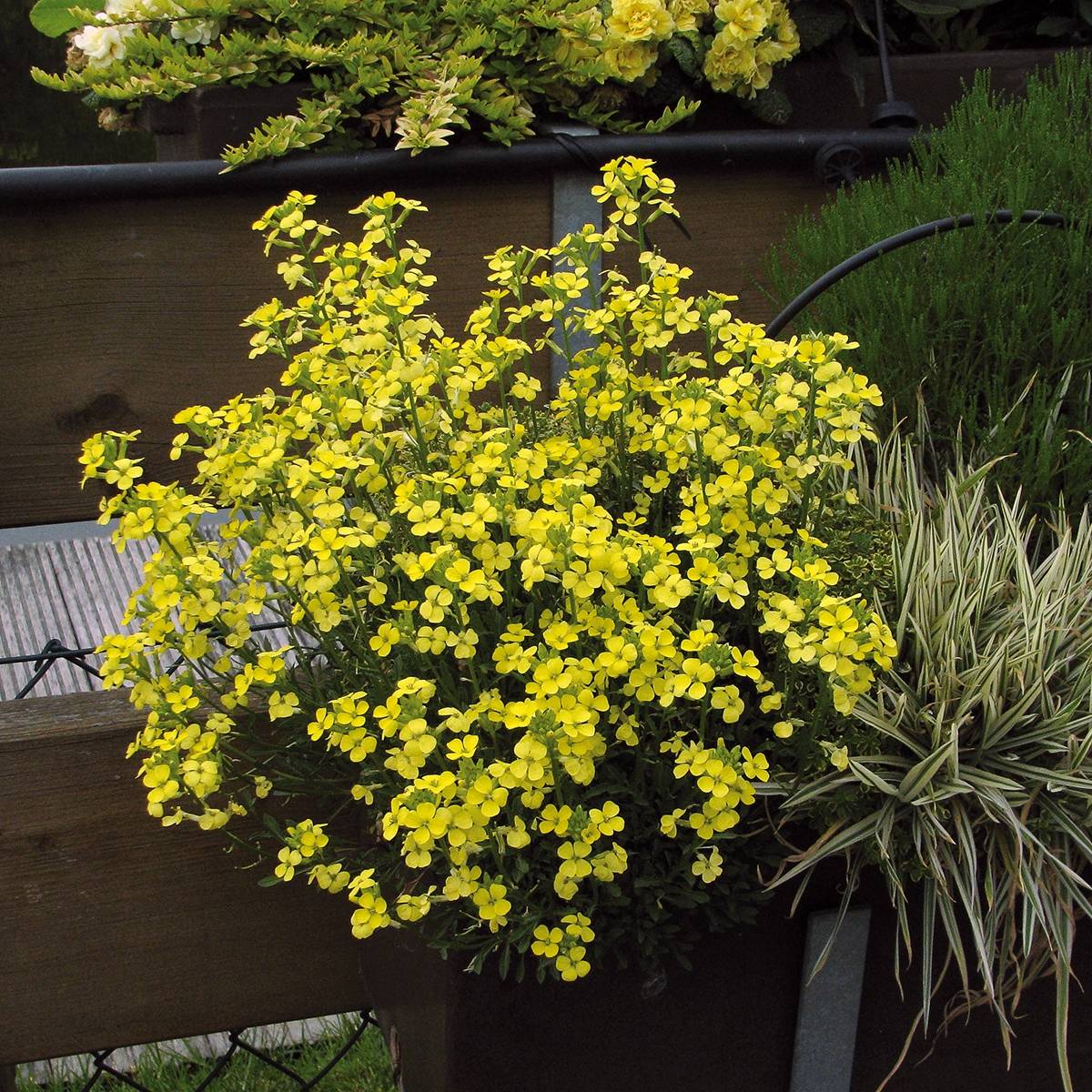 Promesse de Fleurs - Erysimum Zwerg Jaune - Fausse giroflée naine Mini-motte Ø 3/4 cm (par 3)