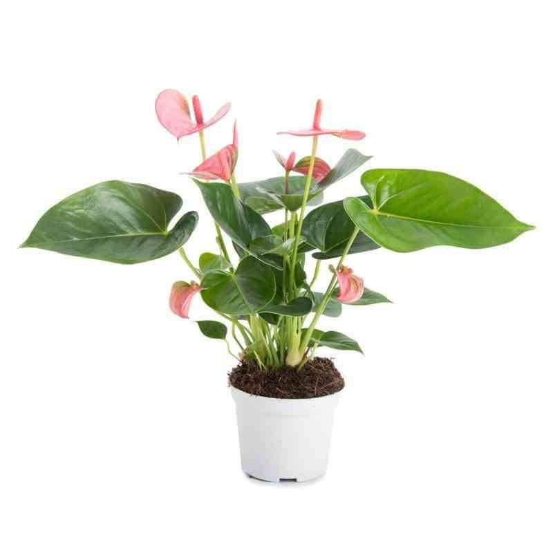 Sans Marque - Anthurium andreanum rouge Red diamond (Anthure Flamant Rose, Langue de feu) Taille:Pot de 1 litre ? 15/30 cm - Image 3