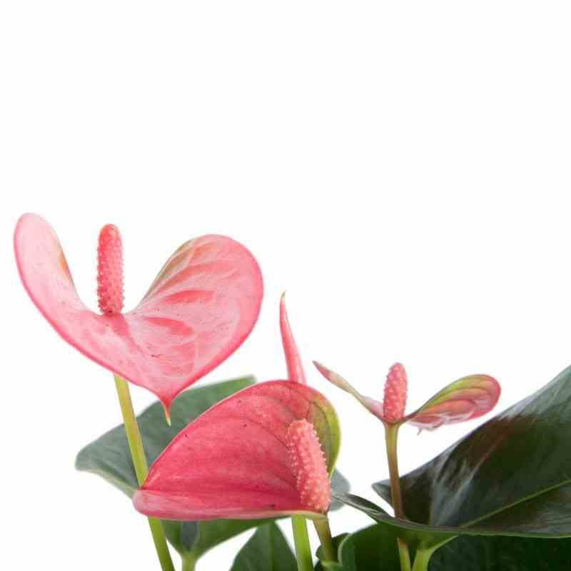 Sans Marque - Anthurium andreanum rouge Red diamond (Anthure Flamant Rose, Langue de feu) Taille:Pot de 1 litre ? 15/30 cm - Image 2