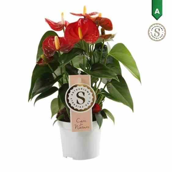Sans Marque - Anthurium andreanum rouge Red diamond (Anthure Flamant Rose, Langue de feu) Taille:Pot de 1 litre ? 15/30 cm - Image 1