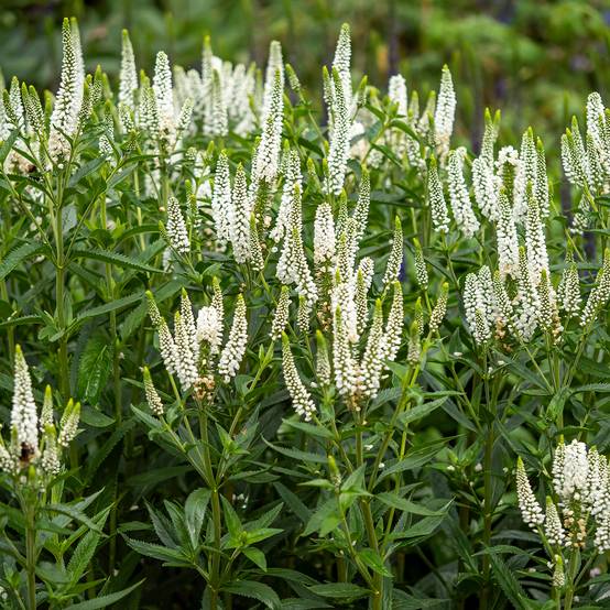 Veronica longifolia First Lady - Véronique à longues feuilles Godet de 8/9 cm