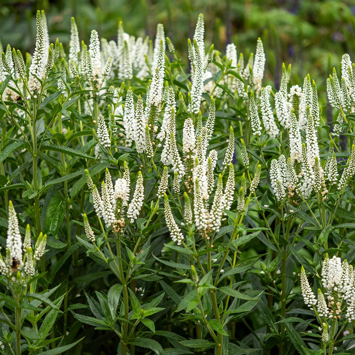Veronica longifolia First Lady - Véronique à longues feuilles Godet de 8/9 cm