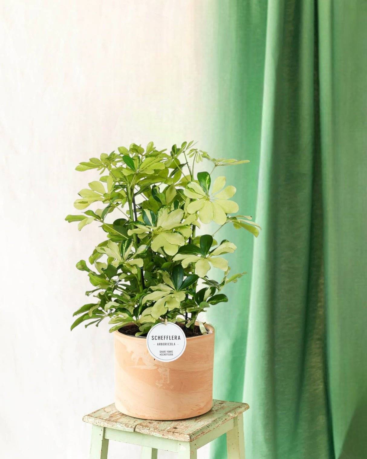 Schefflera Melanie 55cm - Plante d'intérieur- La Green Touch - Image 2