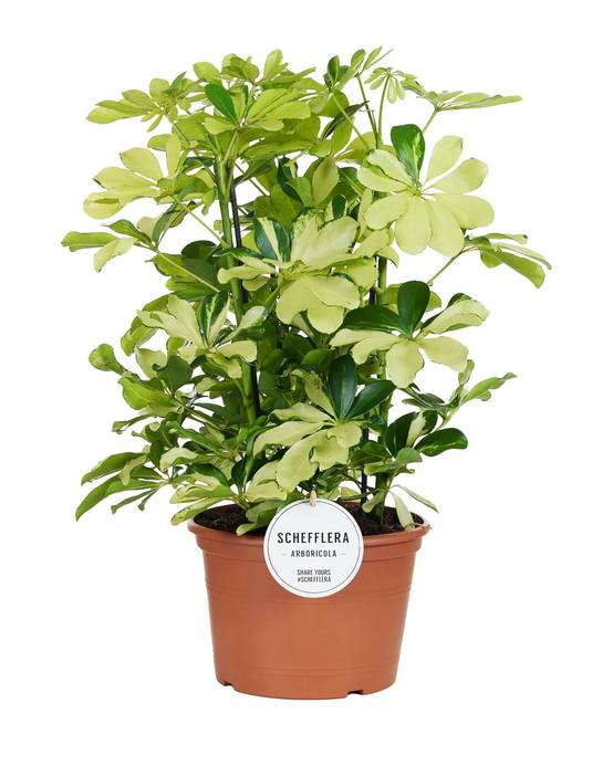 Schefflera Melanie 55cm - Plante d'intérieur- La Green Touch - Image 1