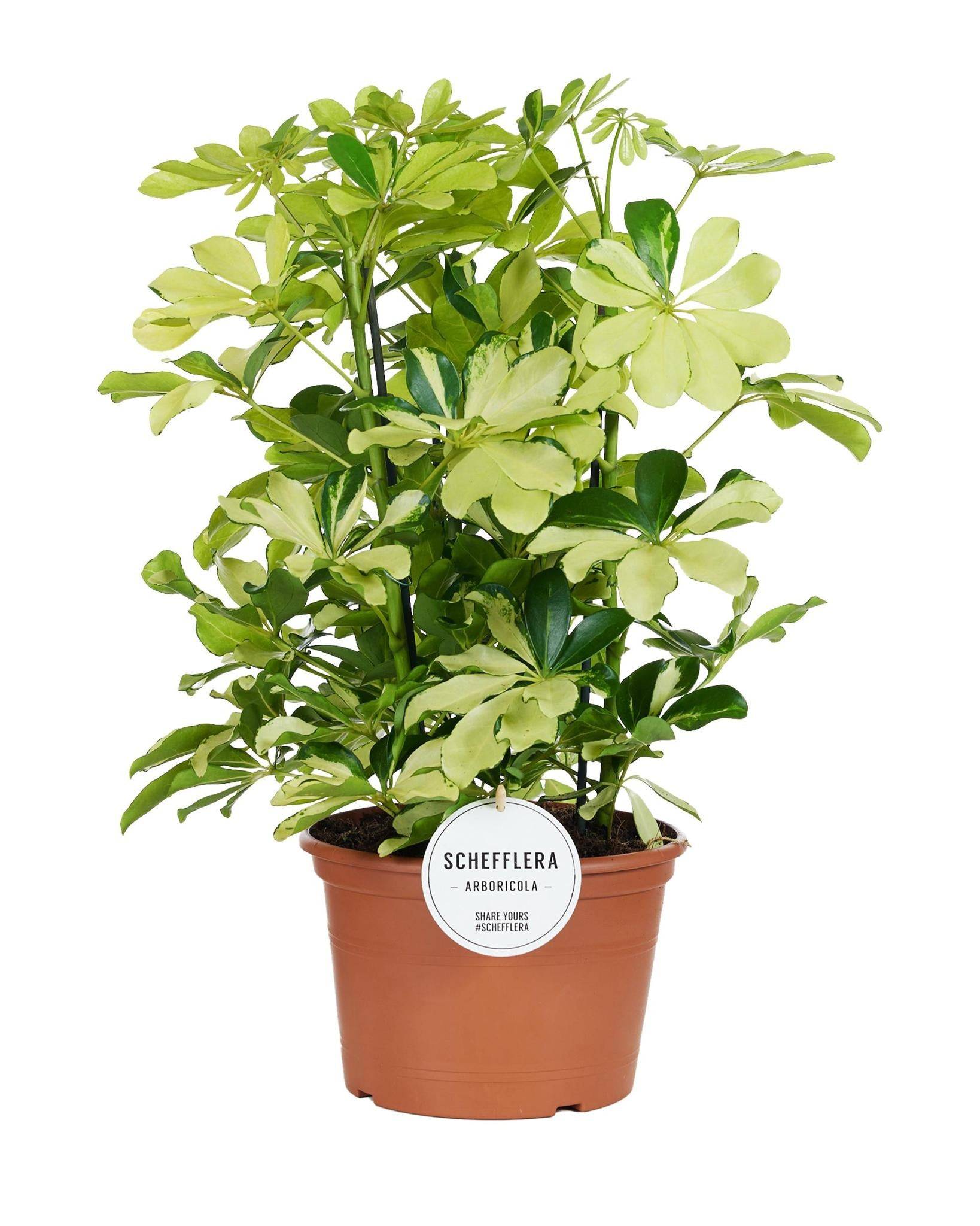 Schefflera Melanie 55cm - Plante d'intérieur- La Green Touch - Image 1