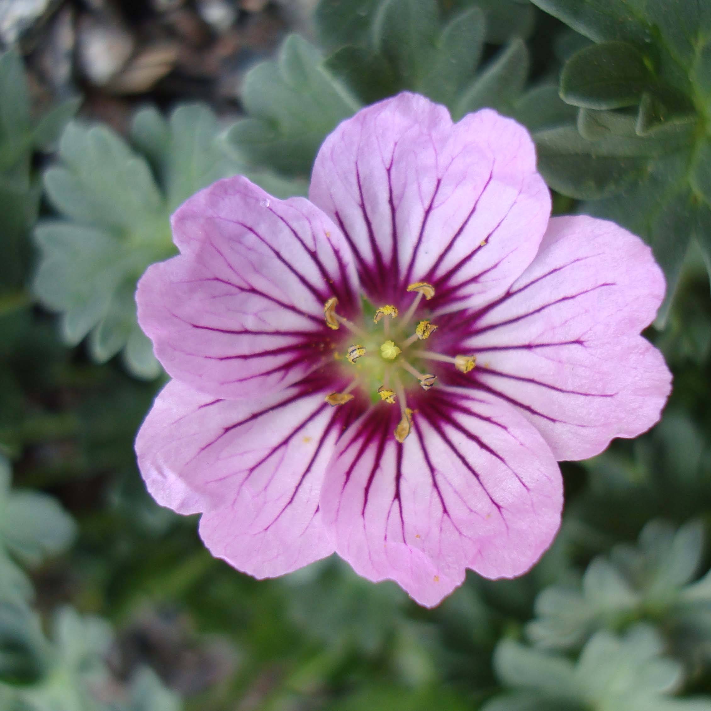 Geranium vivace Rothbury Gem Godet de 8/9 cm - Gamm vert
