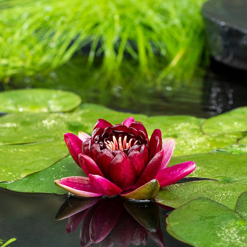 Promesse de Fleurs - Nymphaea Black Princess - Nénuphar rustique Pot de 1L/1,5L