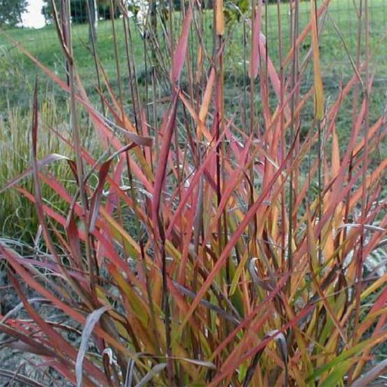 Miscanthus sinensis Purple Fall® - Eulalie, Roseau de Chine Godet de 8/9 cm