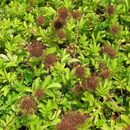 Acaena magellanica - Lampourde Magellan Godet de 8/9 cm
