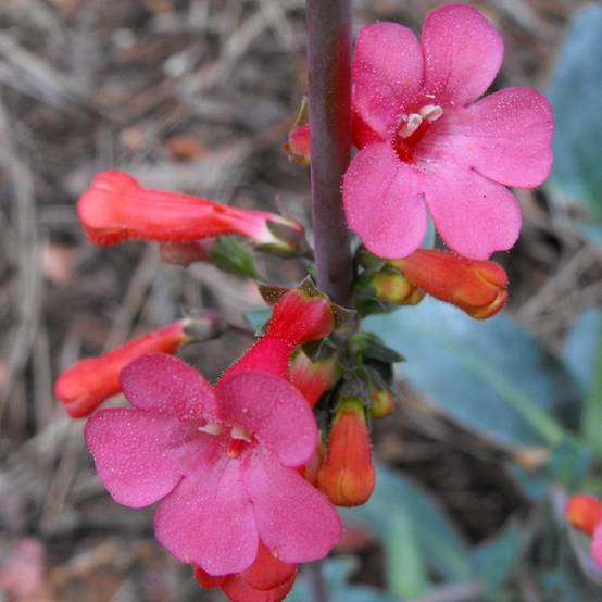 Promesse de Fleurs - Penstemon superbus - Galane superbe Godet de 8/9 cm