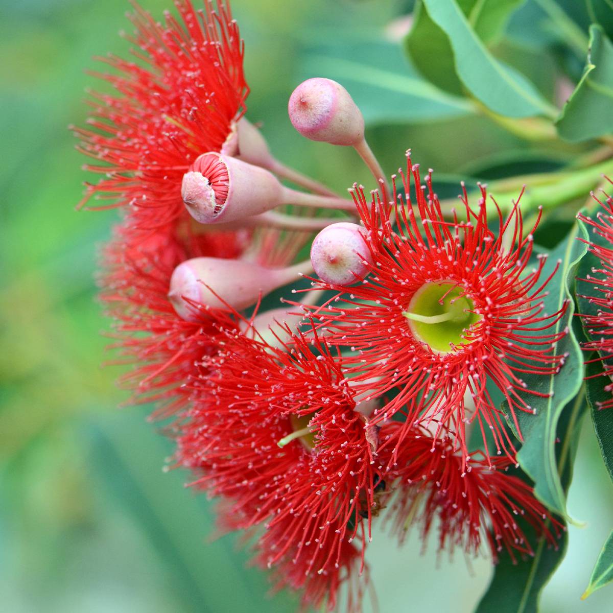 Corymbia ficifolia - Eucalyptus ou gommier rouge Pot de 7,5L/10L