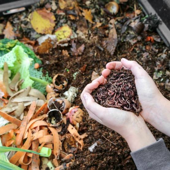 500gr de Vers de compost / Lombric - Image 2