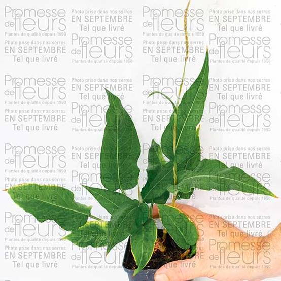 Renouée - Persicaria amplexicaulis Alba Godet de 8/9 cm - Image 2