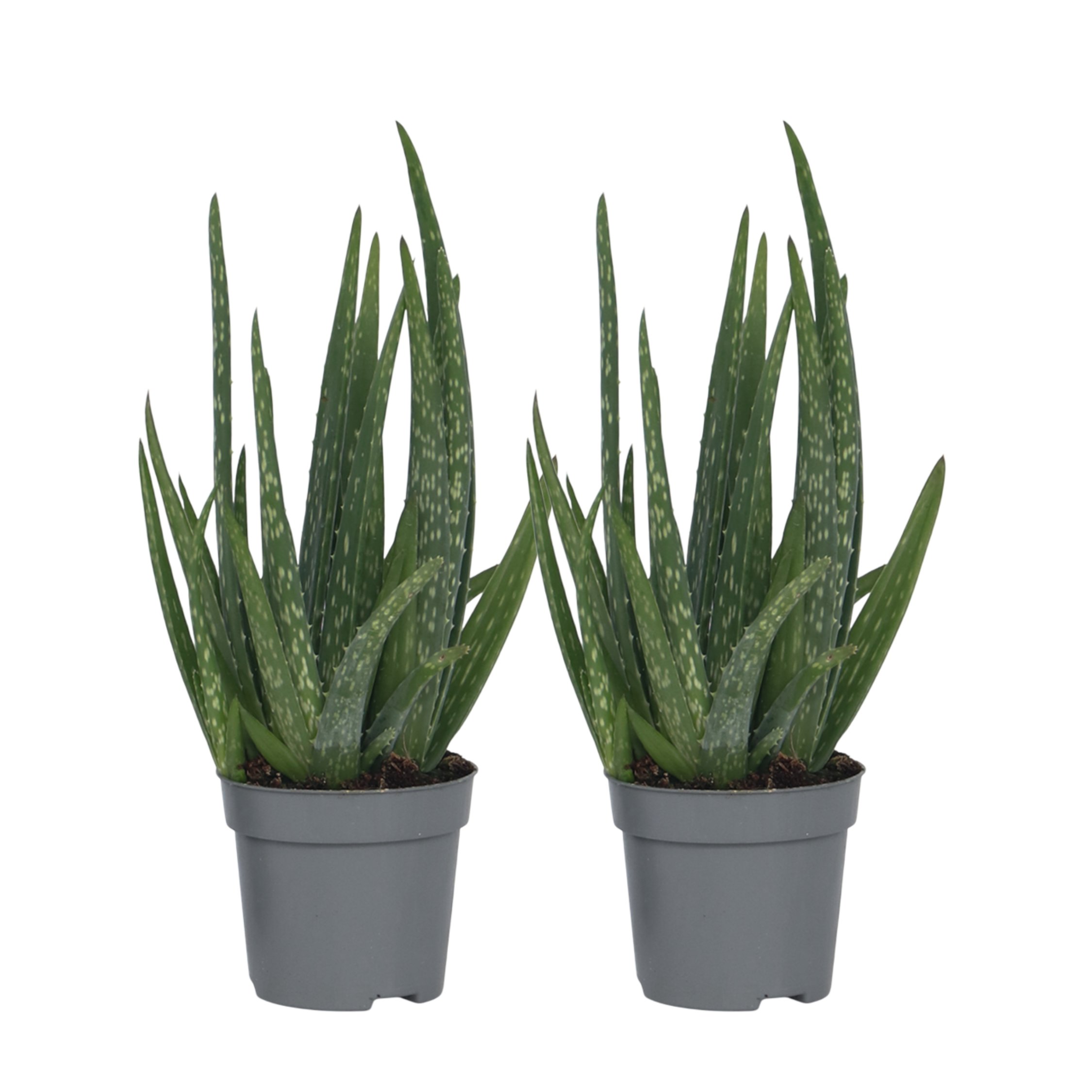 Plant In A Box - Aloe vera - Set de 2 - Aloe barbadensis - Hauteur 25-40cm - ⌀10,5cm - Image 1