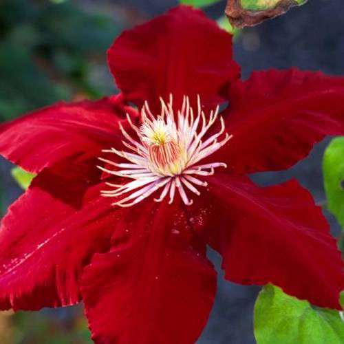 Gardenersdream - Clématite rouge foncé grande plante grimpante florifère rustique en pot - GardenersDream - Image 2