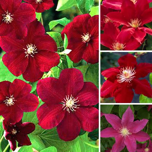Gardenersdream - Clématite rouge foncé grande plante grimpante florifère rustique en pot - GardenersDream - Image 1