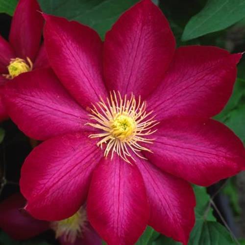 Gardenersdream - Clématite rouge foncé grande plante grimpante florifère rustique en pot - GardenersDream - Image 3
