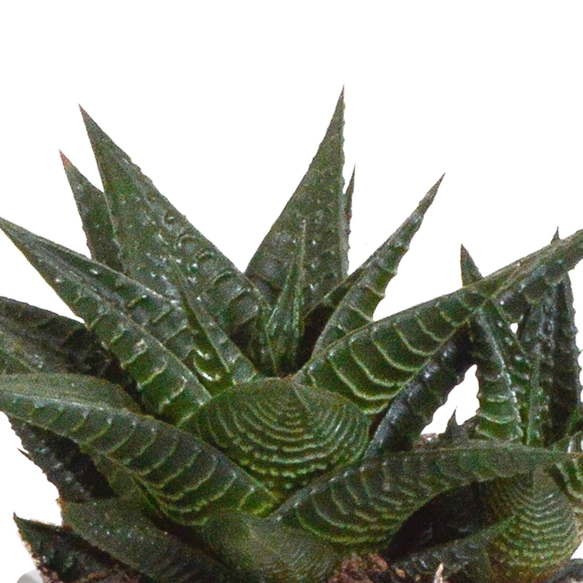 Trio de Gasteria/Haworthia h18cm- La Green Touch - Image 3