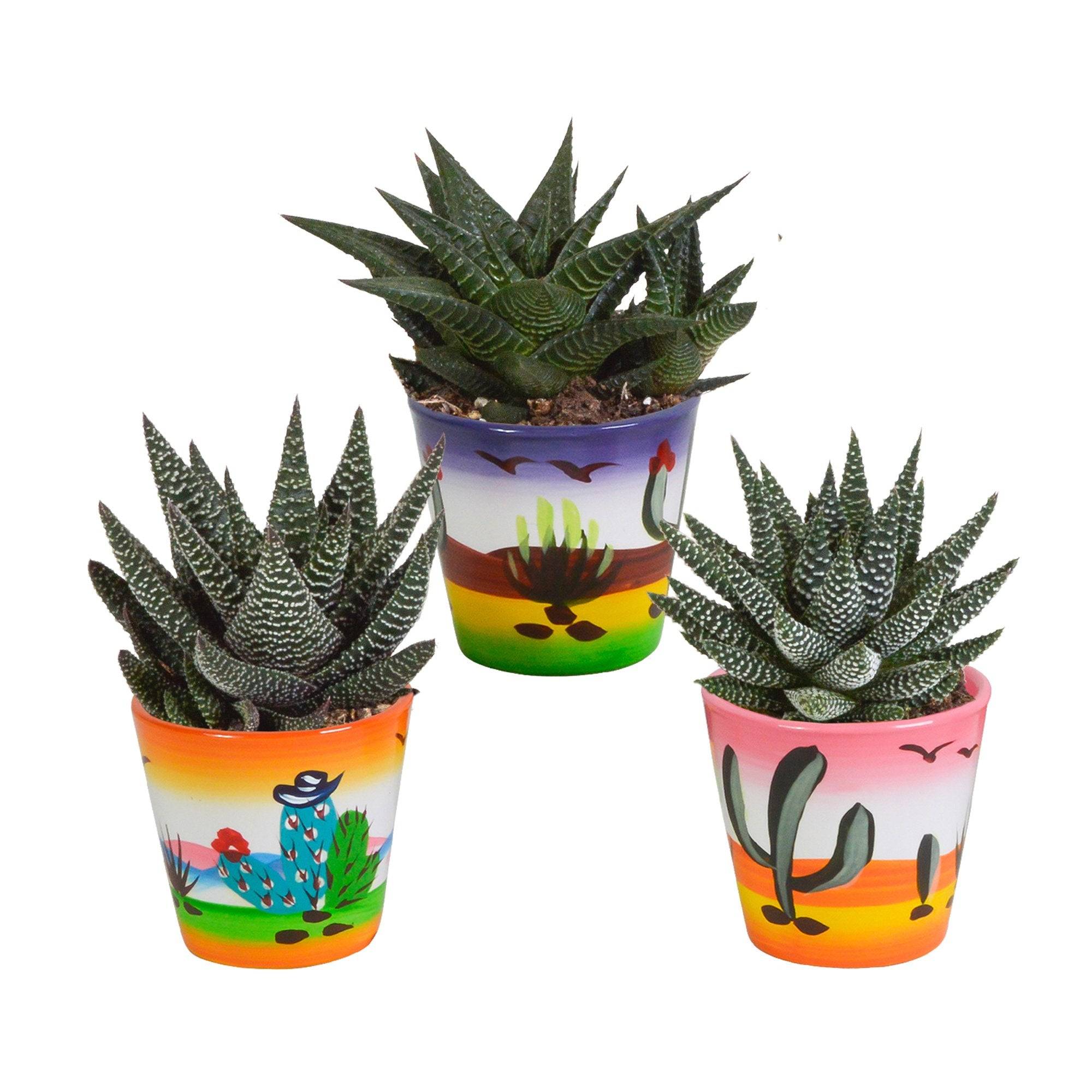 Trio de Gasteria/Haworthia h18cm- La Green Touch - Image 2