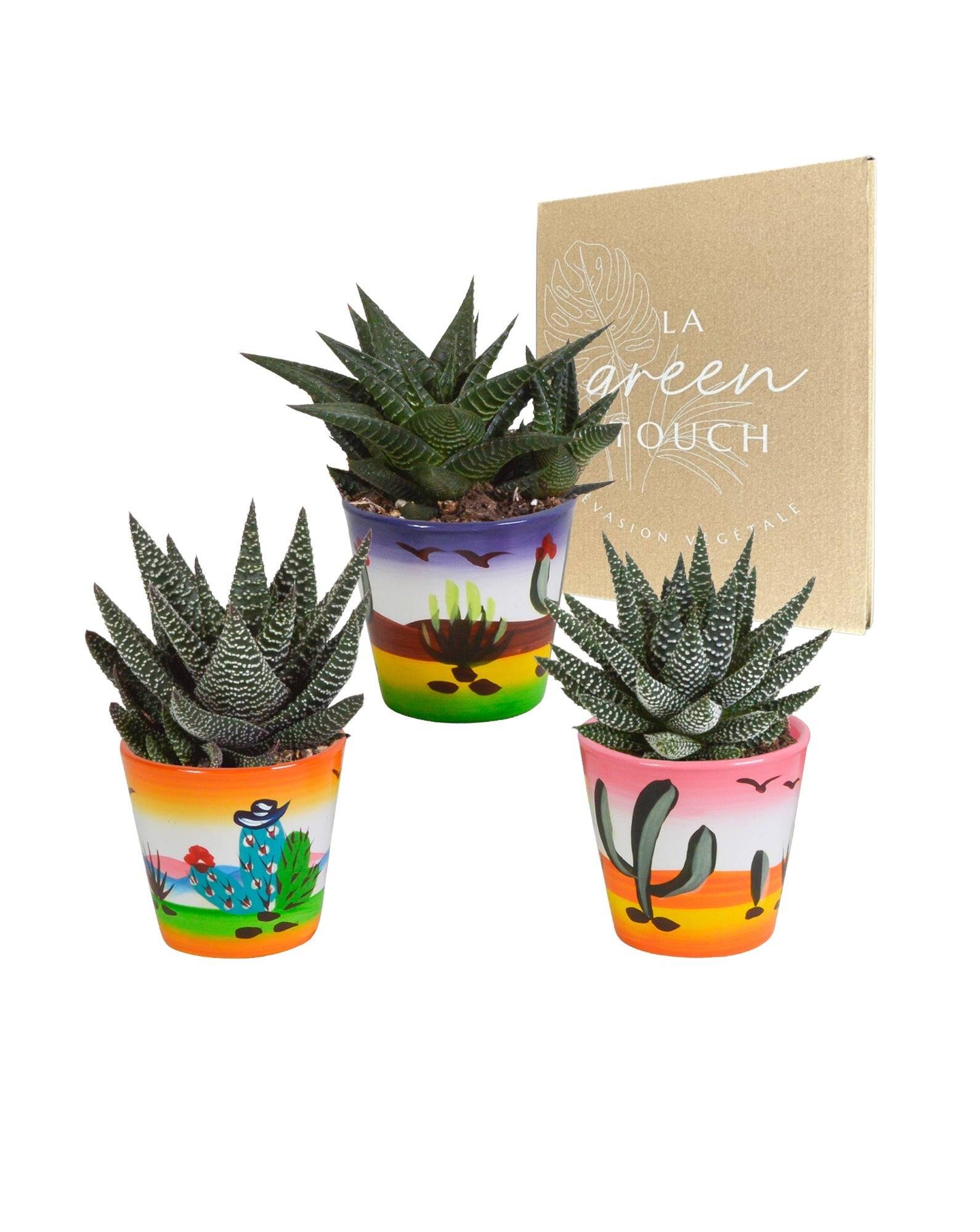 Trio de Gasteria/Haworthia h18cm- La Green Touch
