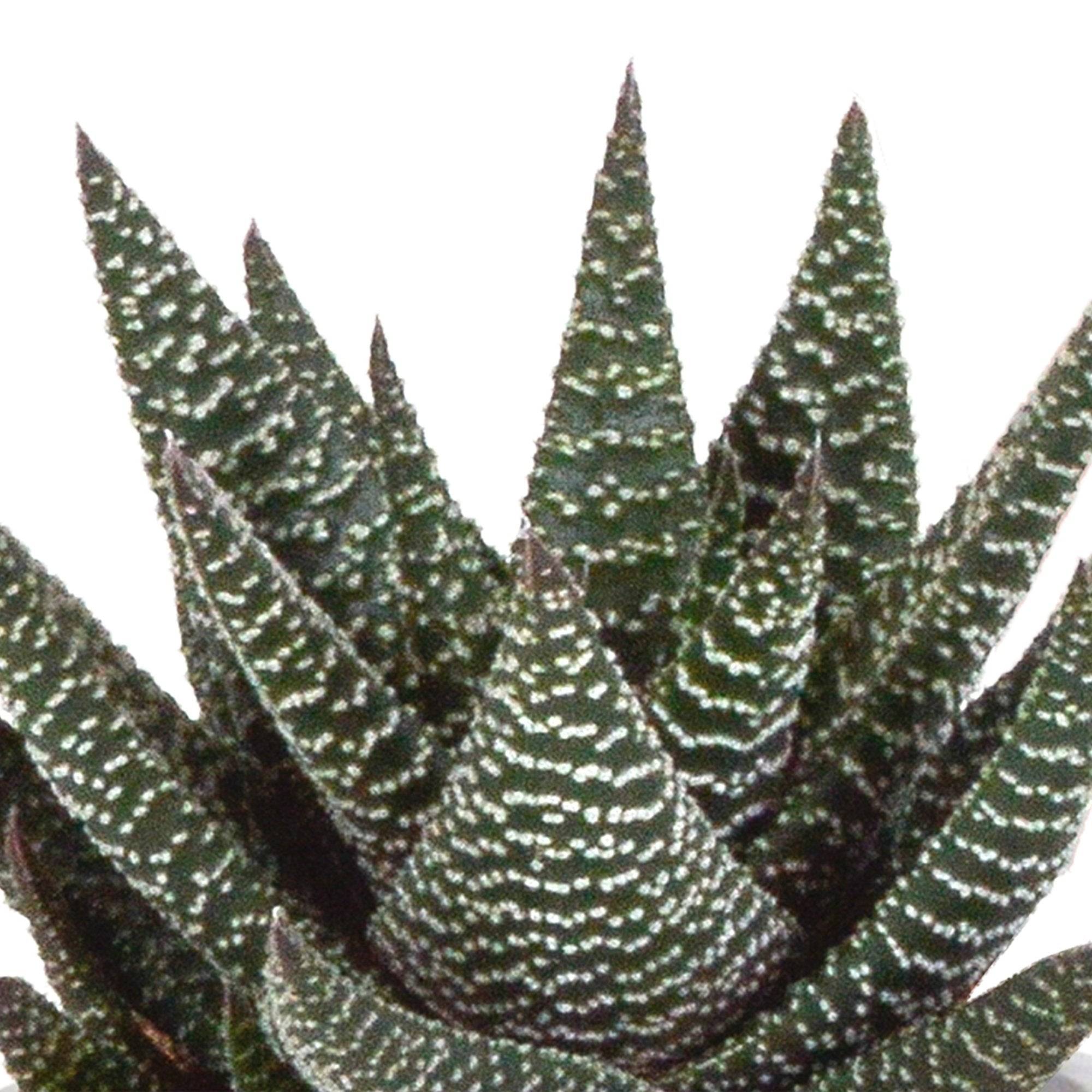 Trio de Gasteria/Haworthia h18cm- La Green Touch - Image 5