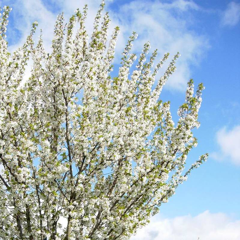 Cerisier à fleurs - Prunus Umineko Pot de 12L/15L - Image 1