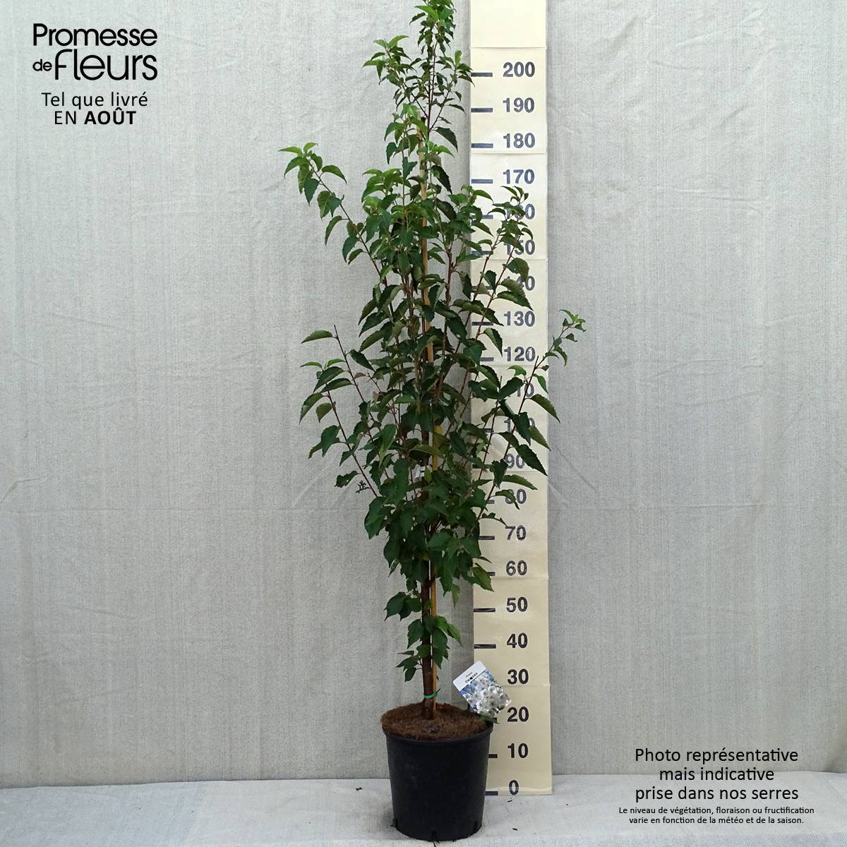 Cerisier à fleurs - Prunus Umineko Pot de 12L/15L - Image 2
