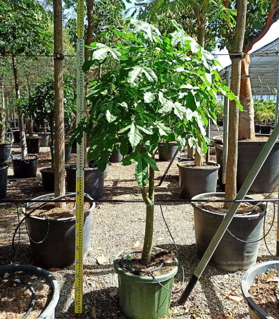 0 - Brachychiton discolor (Arbre bouteille bicolore) Pot de 50L - 150/175cm - Image 1
