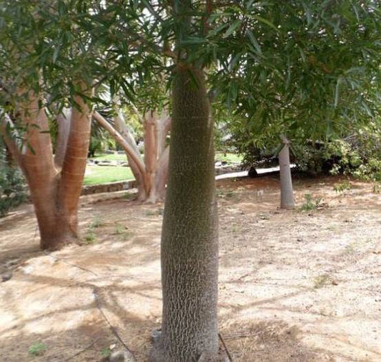 0 - Brachychiton discolor (Arbre bouteille bicolore) Pot de 50L - 150/175cm - Image 3
