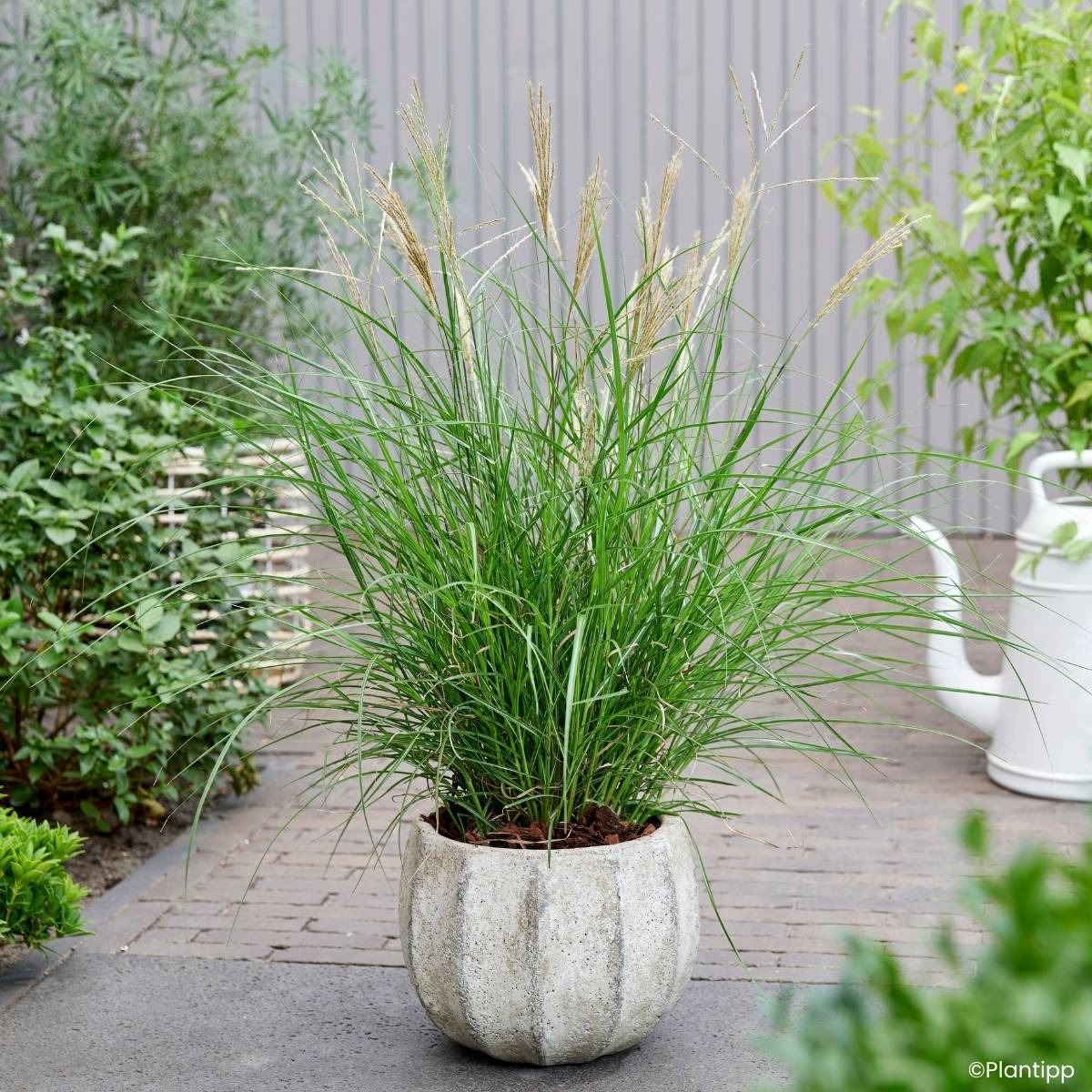 Promesse de Fleurs - Miscanthus sinensis Missmini - Eulalie, Roseau de Chine Pot de 3L/4L