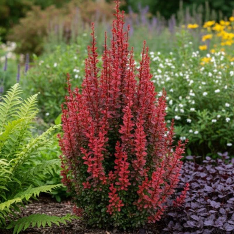 Epine-vinette rouge Red Torch®, Berberis à fleurs Orange - feuillage Persistant - Pot de 5L - 40/60 cm-  hauteur à maturité De 1,00 m à 1,50 m - Image 3