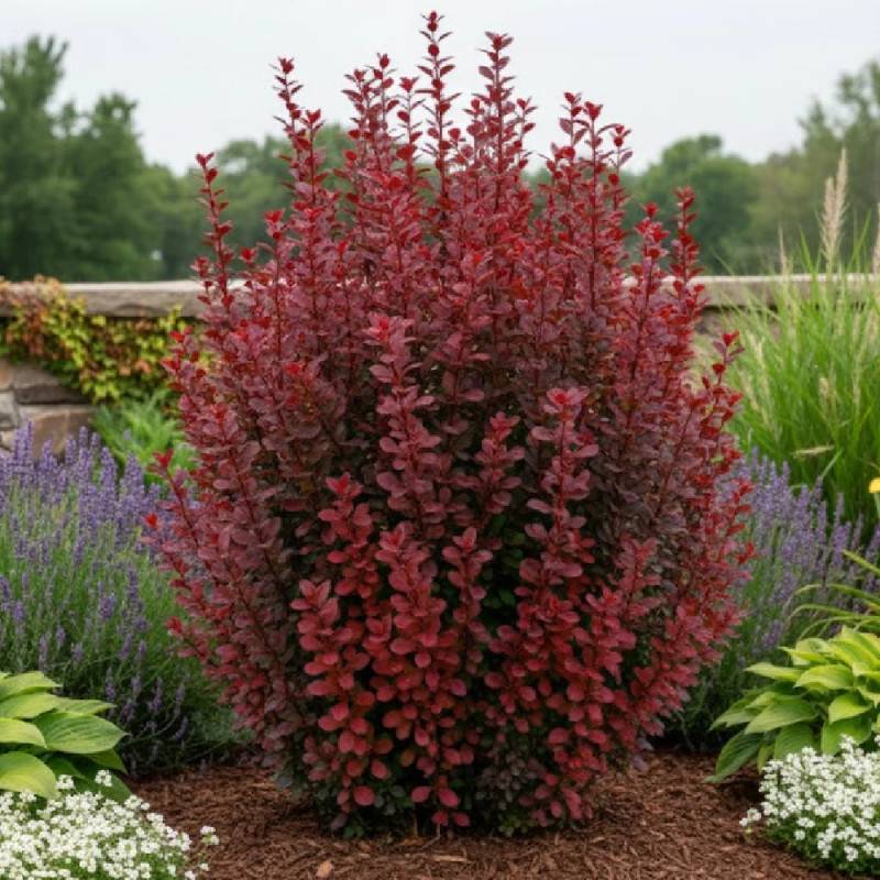 Epine-vinette rouge Red Torch®, Berberis à fleurs Orange - feuillage Persistant - Pot de 5L - 40/60 cm-  hauteur à maturité De 1,00 m à 1,50 m - Image 2