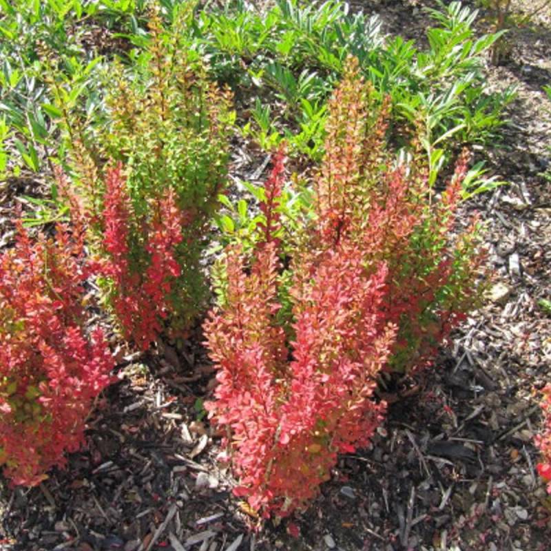Epine-vinette rouge Red Torch®, Berberis à fleurs Orange - feuillage Persistant - Pot de 5L - 40/60 cm-  hauteur à maturité De 1,00 m à 1,50 m - Image 1
