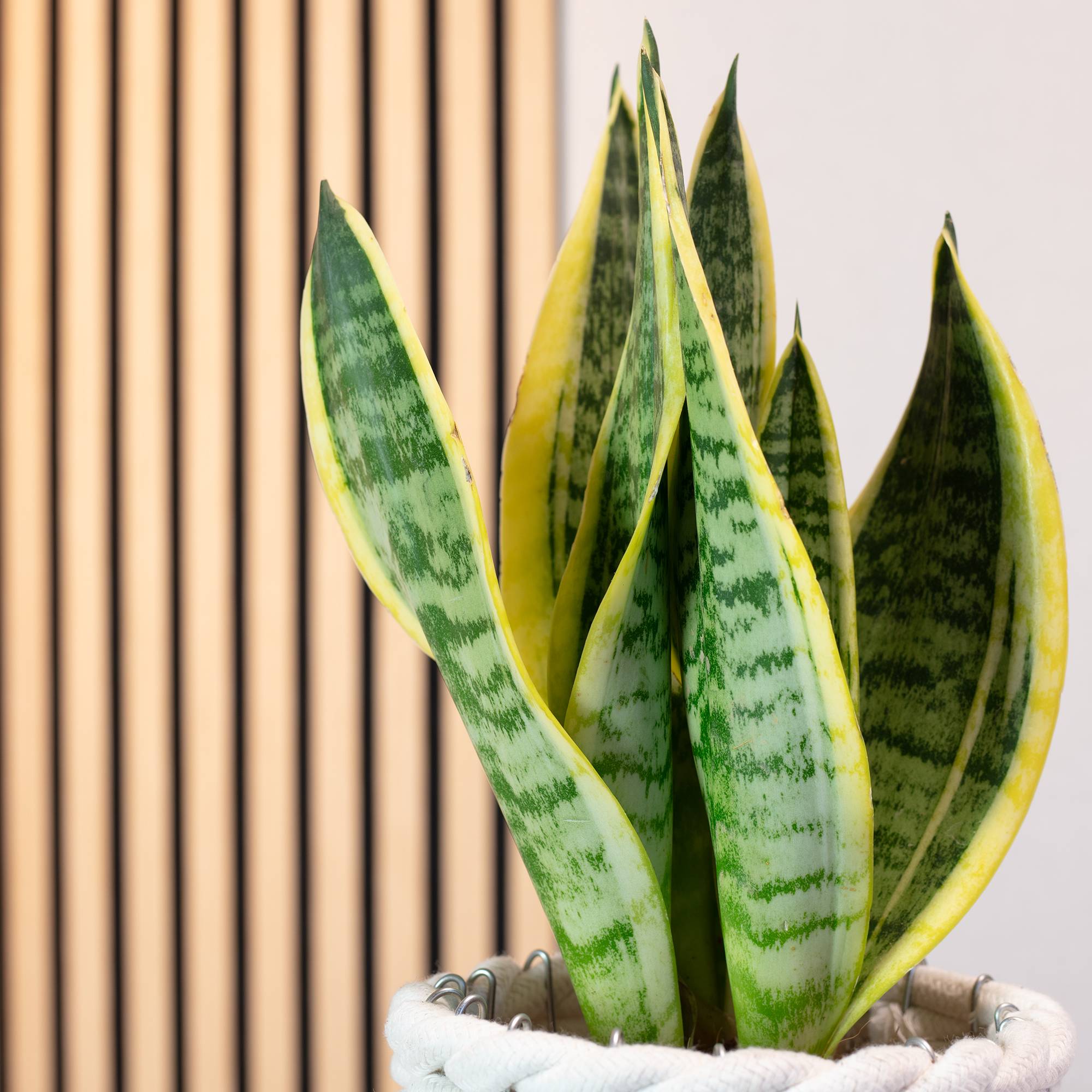 Sansevière - plante d'intérieur facile d'entretien, Sansevieria trifasciata 'Superba' - hauteur env. 30 cm, pot-Ø 9 cm - Image 3