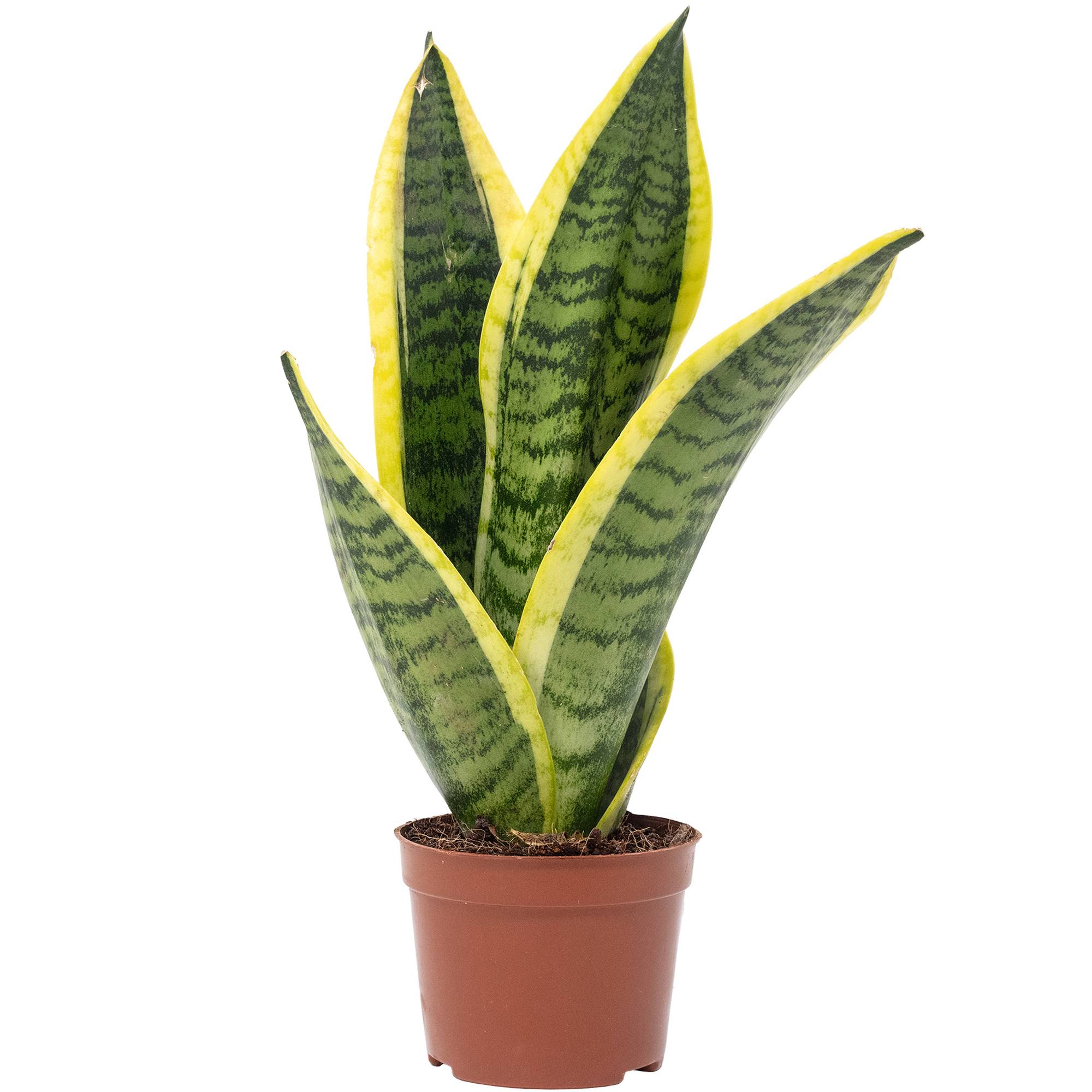 Flowerbox - Sansevière - plante d'intérieur facile d'entretien, Sansevieria trifasciata 'Superba' - hauteur env. 30 cm, pot-Ø 9 cm