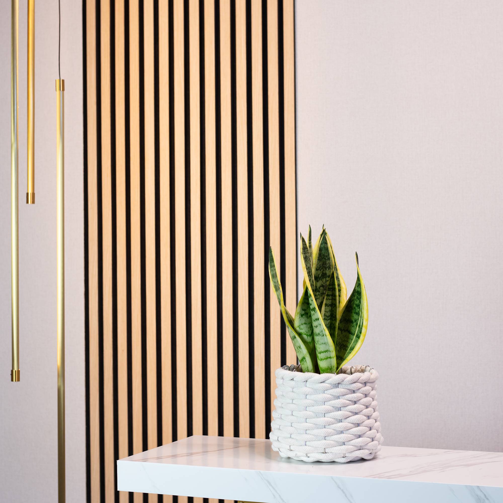 Sansevière - plante d'intérieur facile d'entretien, Sansevieria trifasciata 'Superba' - hauteur env. 30 cm, pot-Ø 9 cm - Image 2