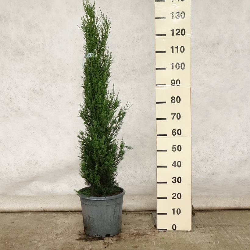 Cupressus sempervirens Stricta - Cyprès d'Italie Pot de 7,5L/10L - Image 2