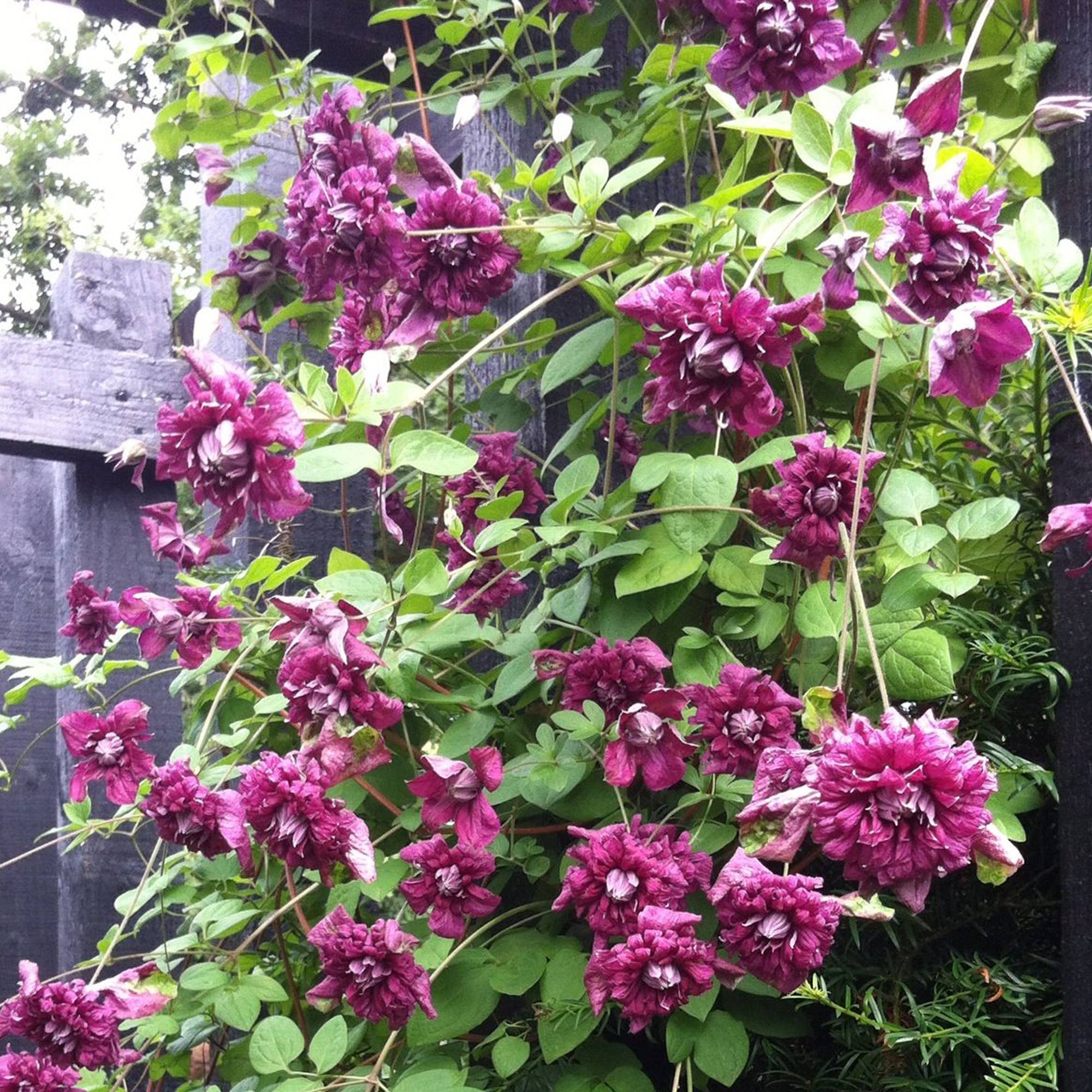 Gardenersdream - Clématite 'Purpurea Plena Elegans' plante de jardin grimpante rustique en pot de 9 cm - GardenersDream - Image 1