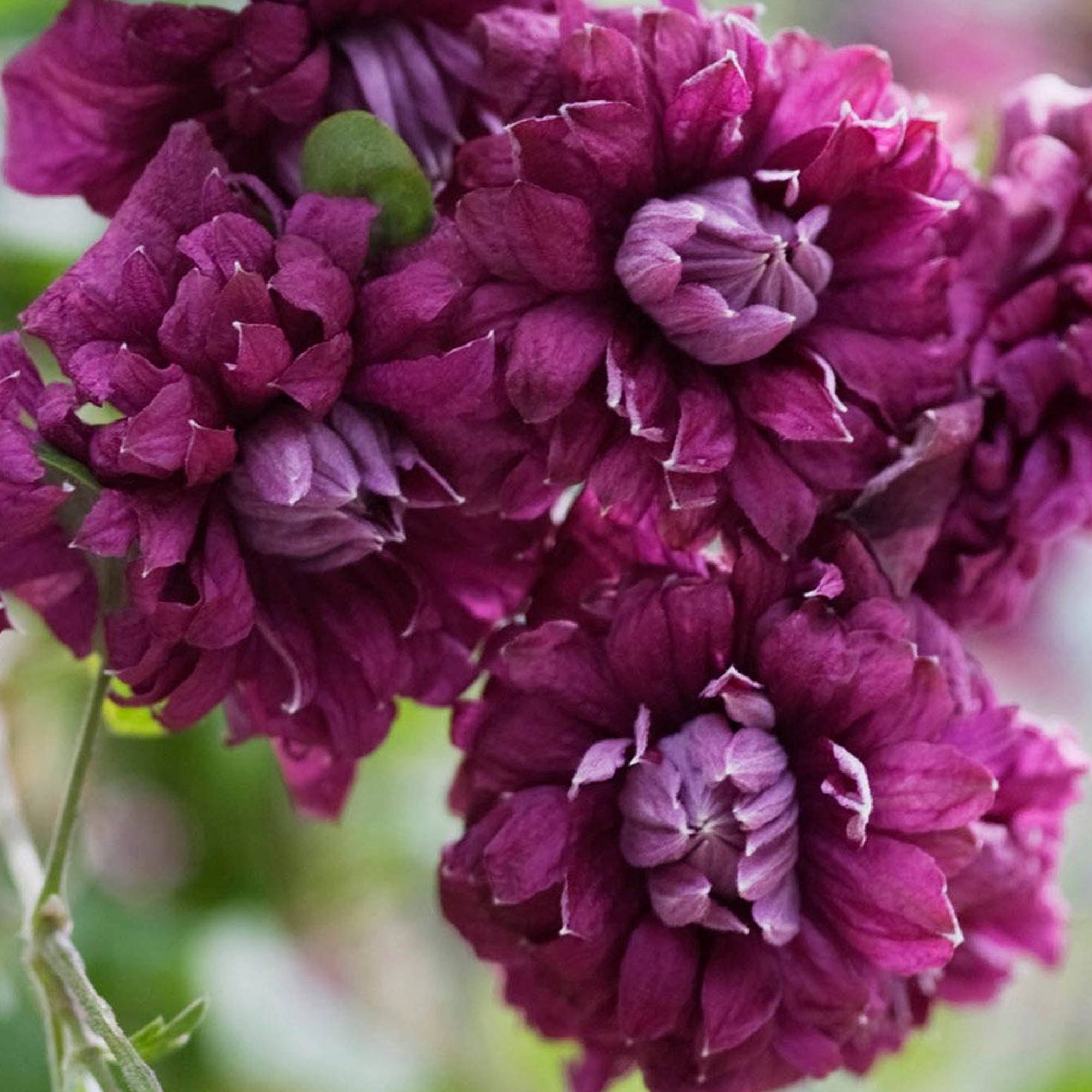 Gardenersdream - Clématite 'Purpurea Plena Elegans' plante de jardin grimpante rustique en pot de 9 cm - GardenersDream - Image 3