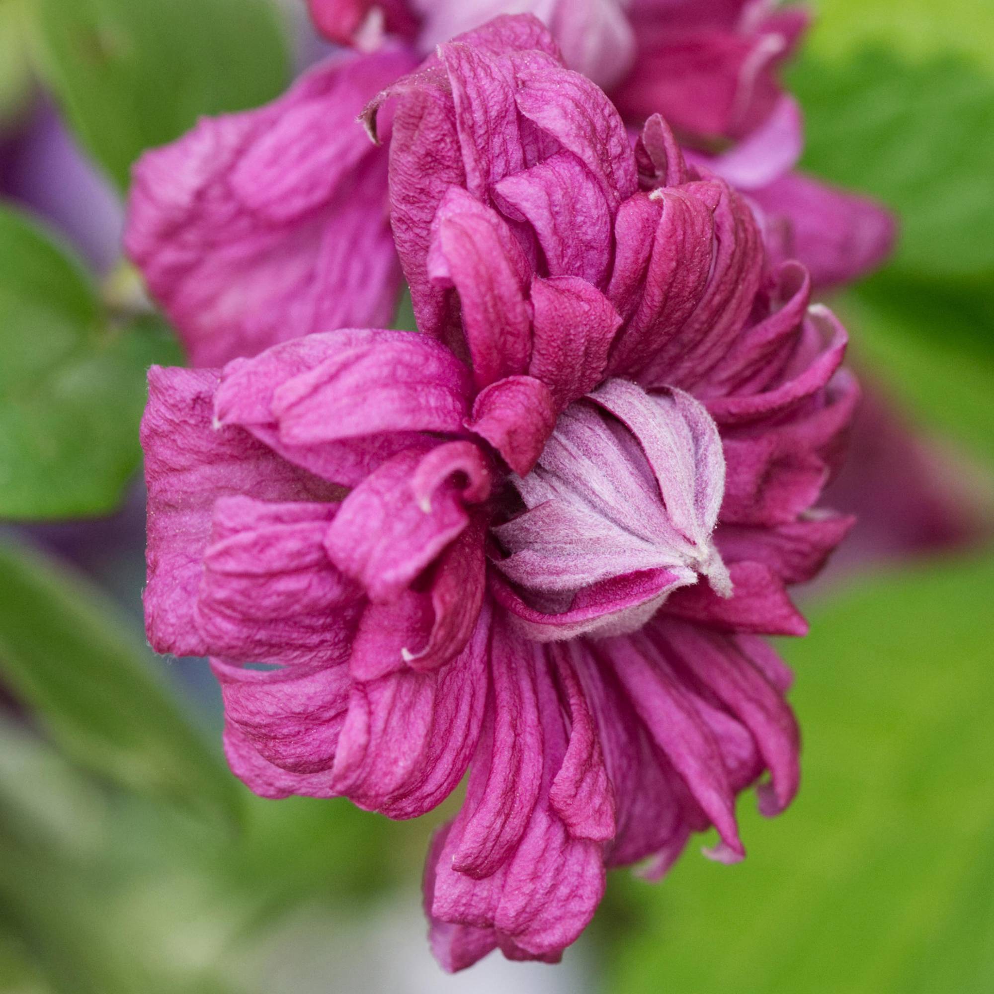 Gardenersdream - Clématite 'Purpurea Plena Elegans' plante de jardin grimpante rustique en pot de 9 cm - GardenersDream - Image 2