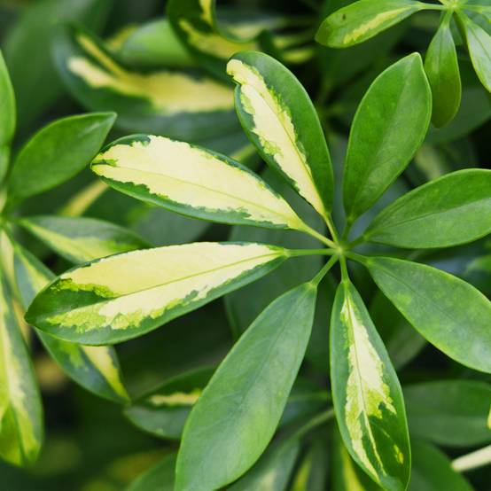 Schefflera Gold Capelle - D21 H80cm - Image 5