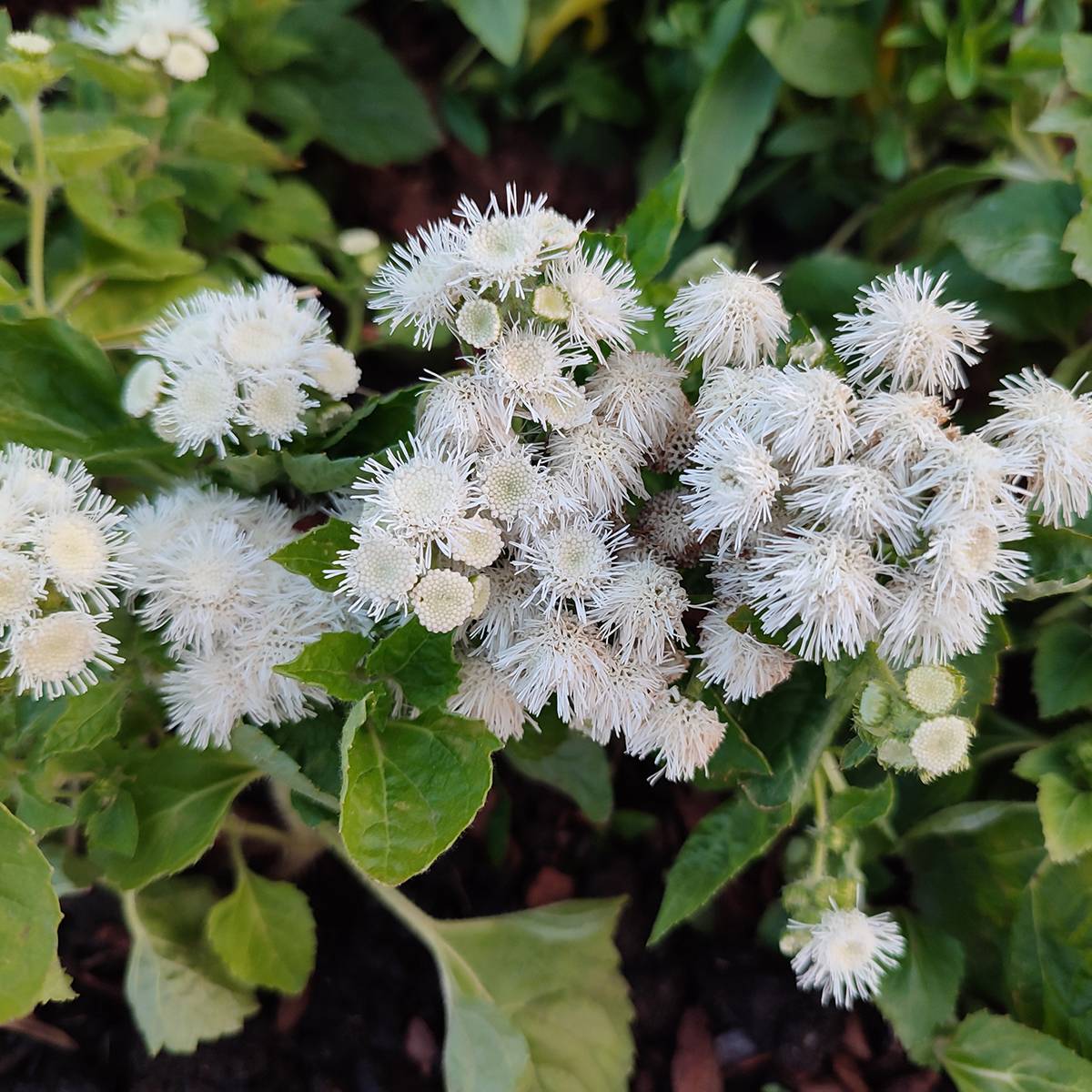 Ageratum Cushion White - Agérate du Mexique Mini-motte Ø 1,5/2,5 cm (par 5)
