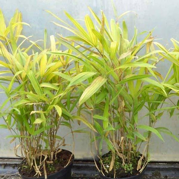 Pleioblastus auricomus - Bambou nain doré Pot de 1L/1,5L