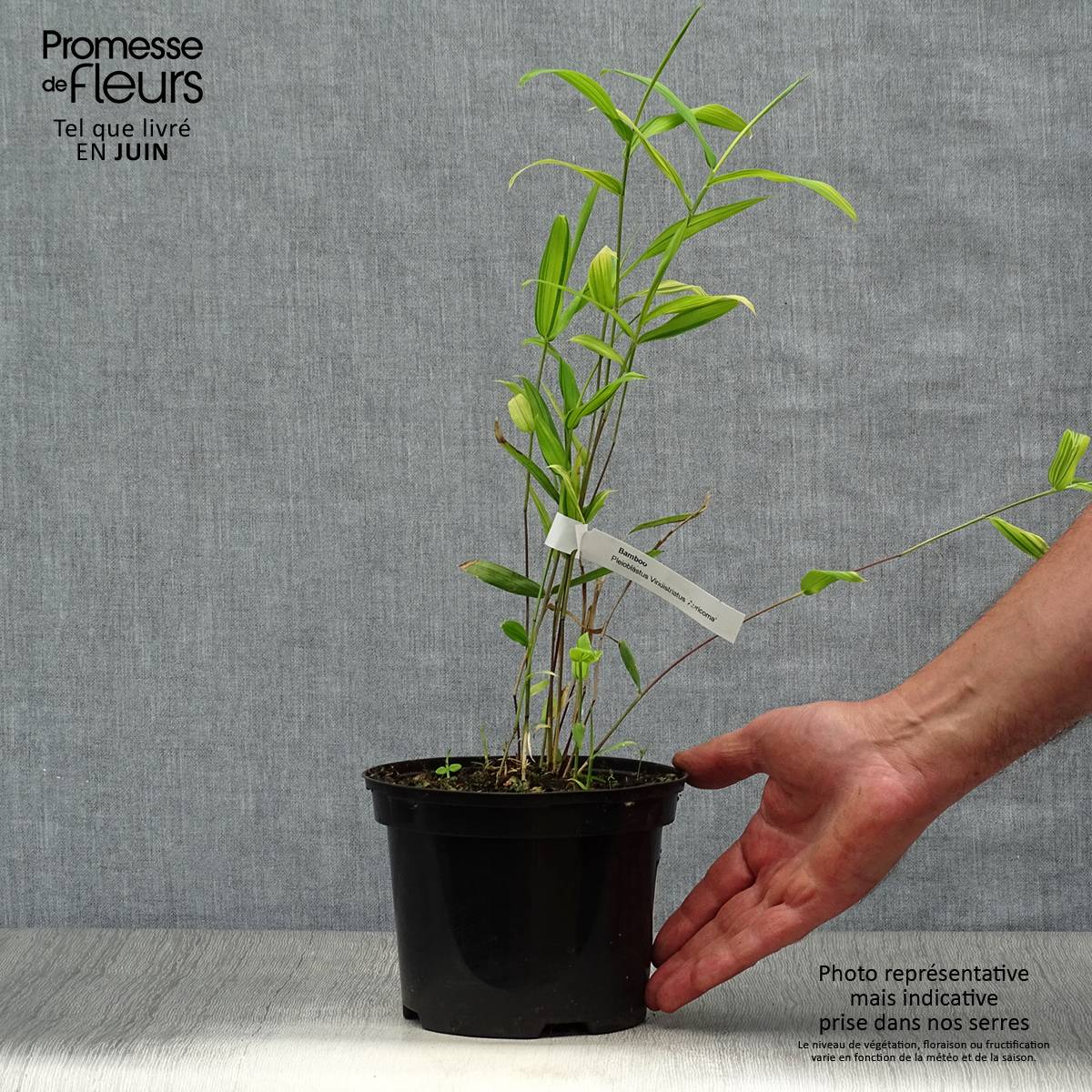 Pleioblastus auricomus - Bambou nain doré Pot de 1L/1,5L - Image 2