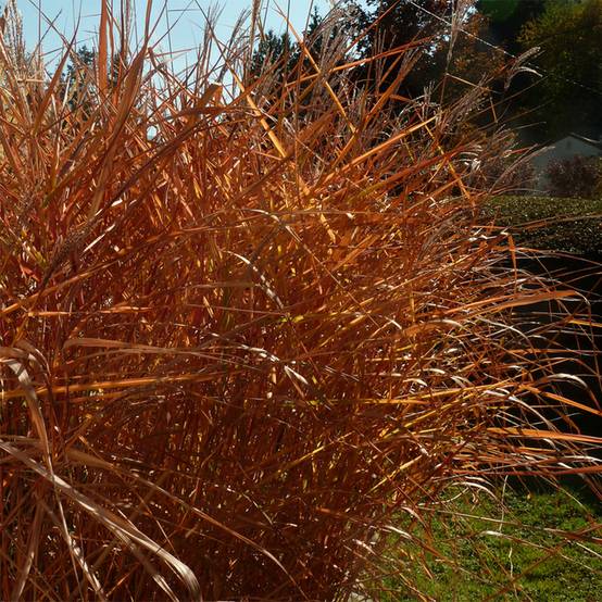 Miscanthus sinensis Purpurascens, Eulalie Godet de 8/9 cm