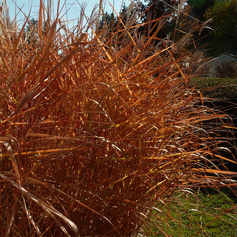 Miscanthus sinensis Purpurascens, Eulalie Godet de 8/9 cm