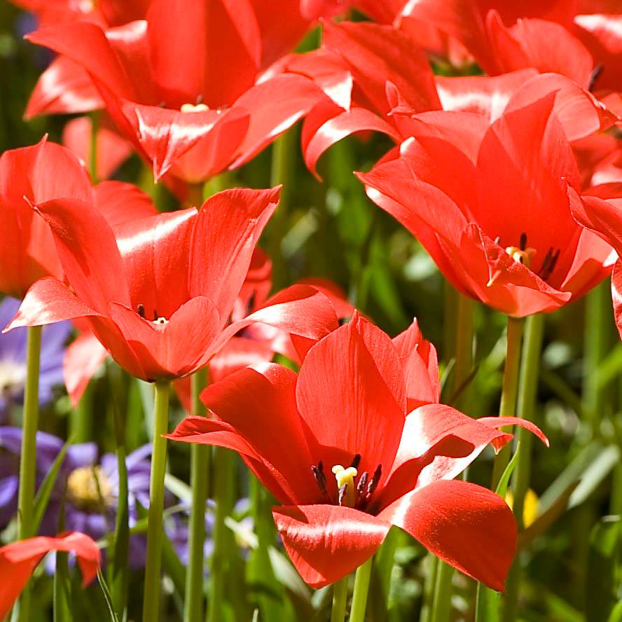 Promesse de Fleurs - Tulipe botanique linifolia  Bulbe calibre 5+ (par 10)