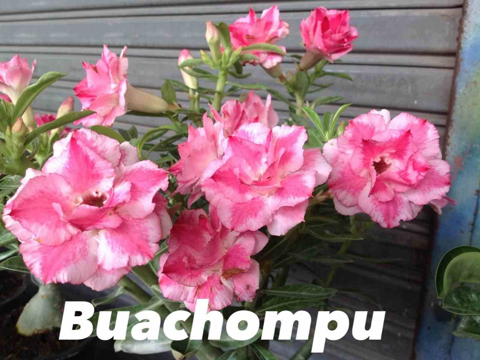 Sans Marque - Adenium obesum cv. Bauchompu Caudex d'environ 300g 20/25cm - Image 1