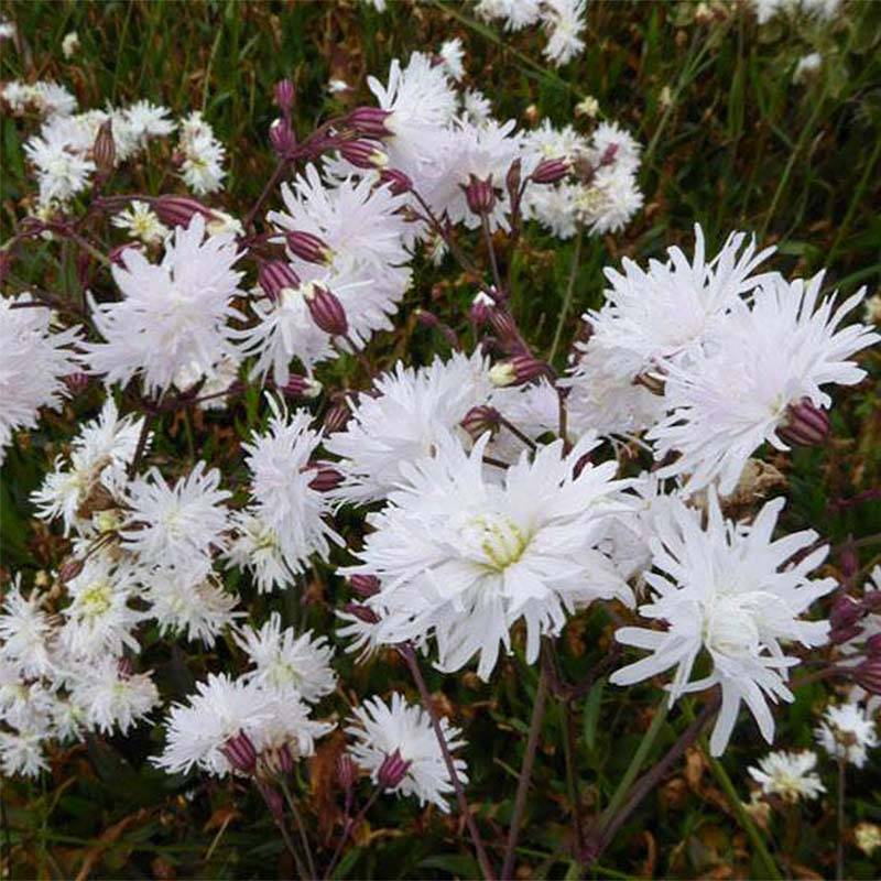Lychnis flos-cuculi Petit Henri - Oeillet des prés blanc Godet de 8/9 cm